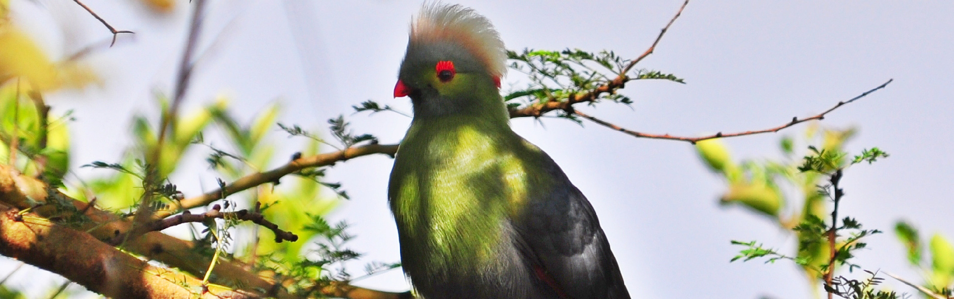 Birding in Ethiopia   ETHB01